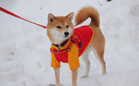 _日落马拉松：夕阳下的运动浪漫_，落日马场骑羊