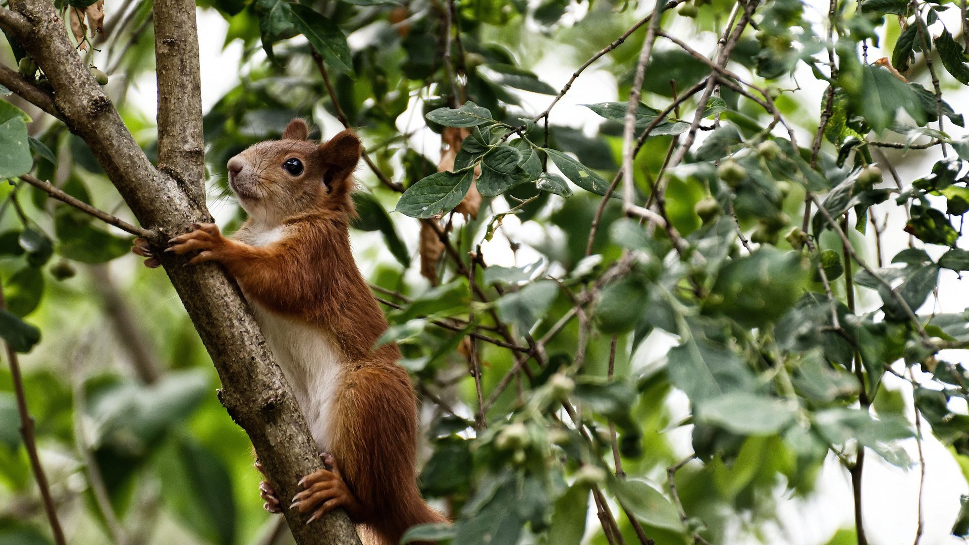 九游jiuyou-“意甲中游球队奋勇争夺，争取欧战资格”，意甲十大中场