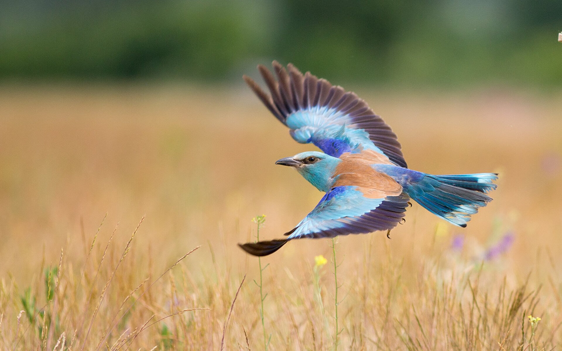 “顶级对决:豪门球队的巅峰交锋”,顶级豪门足球俱乐部