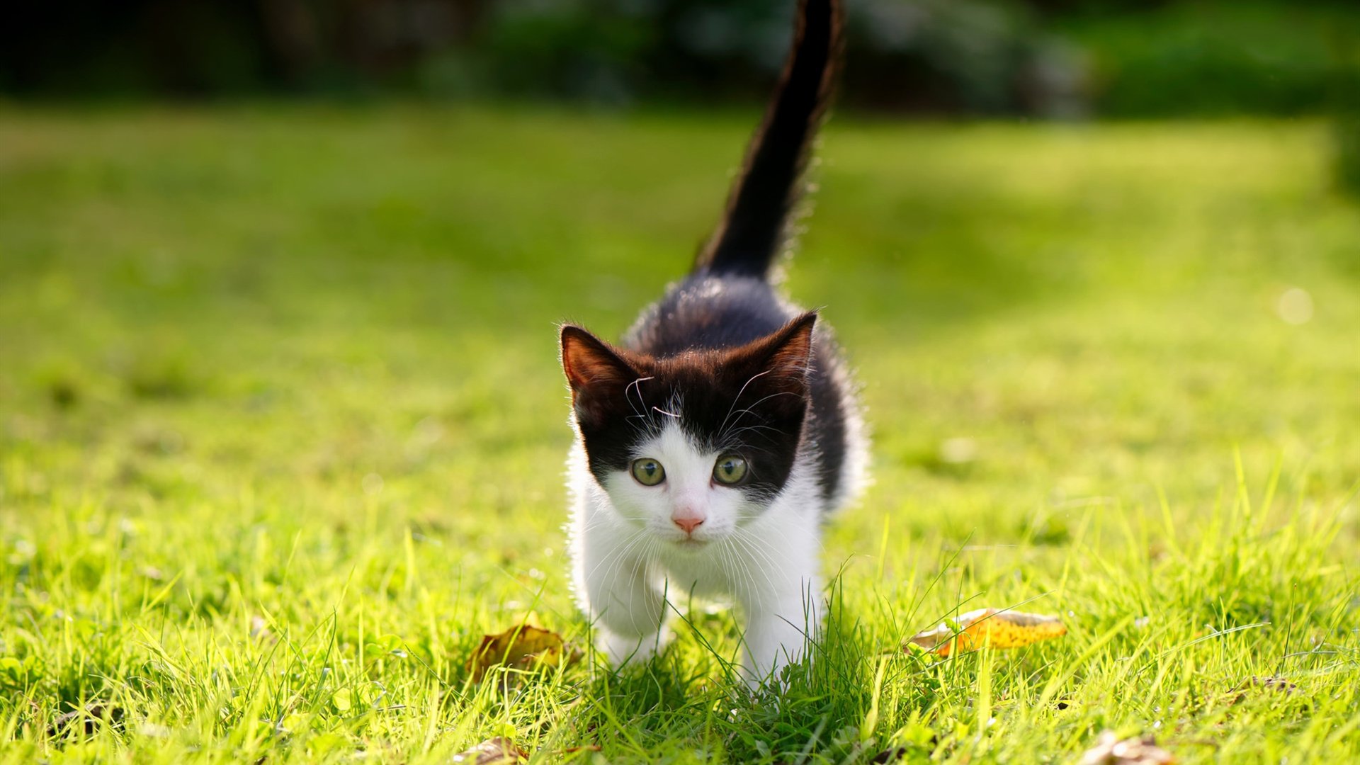 九游（jiuyou.com）游戏-保利尼奥荣膺2023赛季巴甲最佳射手，保利尼奥在巴萨的进球视频