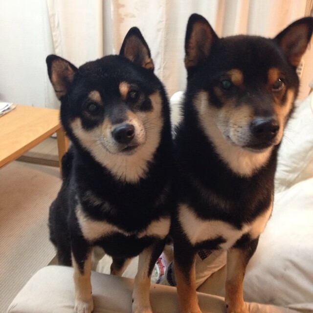 保守与激进:不同策略下的赛场对决,激进和保守怎么区分