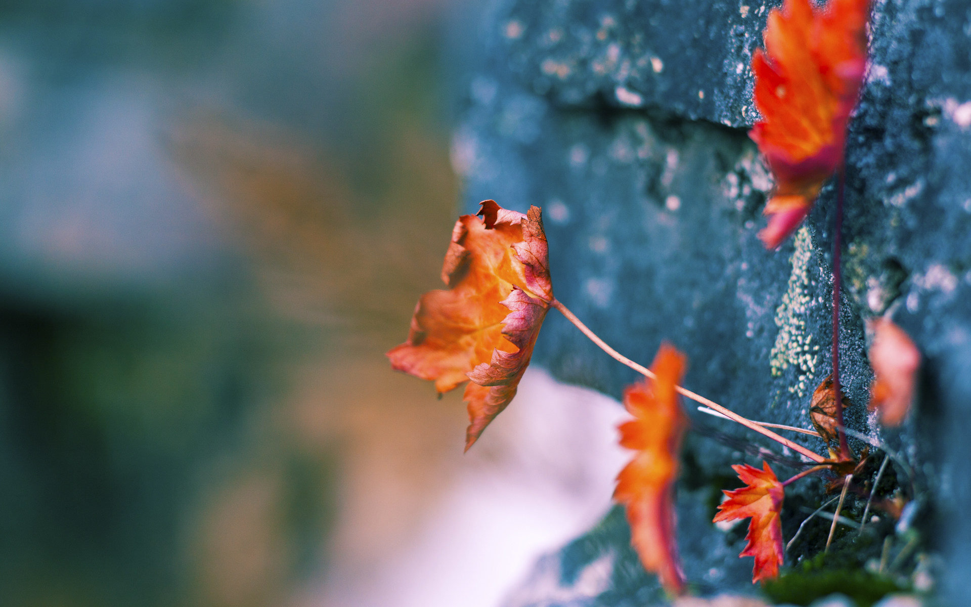 九游下载安装-德甲引领欧洲足球新风尚，创新战术层出不穷，德甲intro