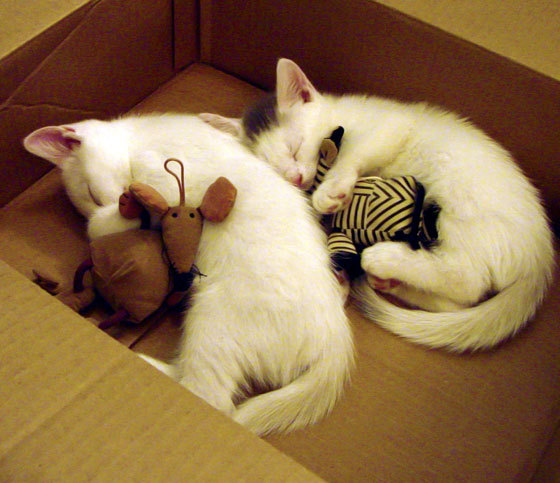 九游娱乐-篮球明星公益篮球赛引发社会高度关注，篮球公益广告语