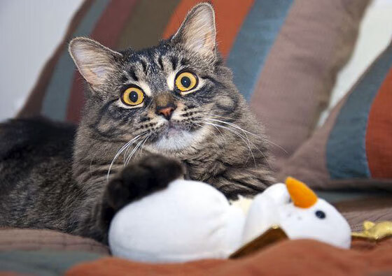 逆境中的领袖：明星队长的领导魅力，明星队队长