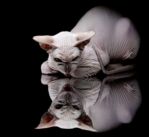 韩华冠军刘翔飞抵赛事现场,韩翔老师