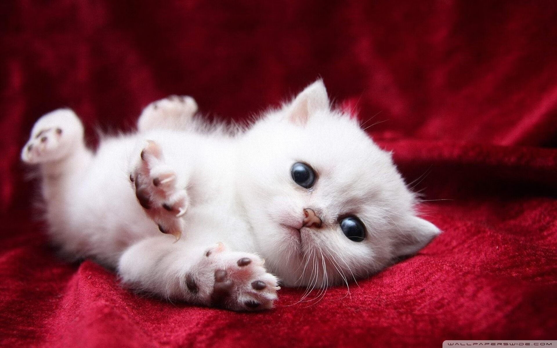 九游（jiuyou.com）游戏-中超联赛是否存在假球等不良现象，中超举办