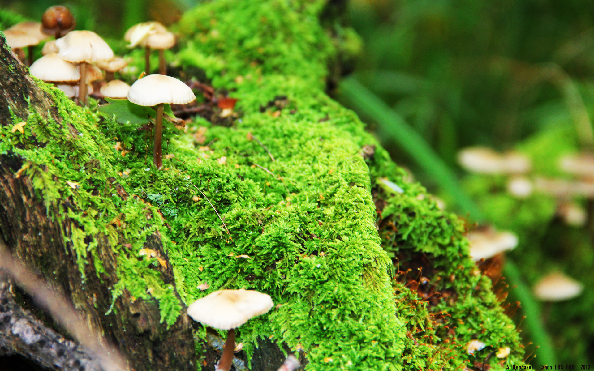 九游登录入口-克罗地亚手球队在巴黎奥运会上表现出色，晋级四强，克罗地亚奥运会名单