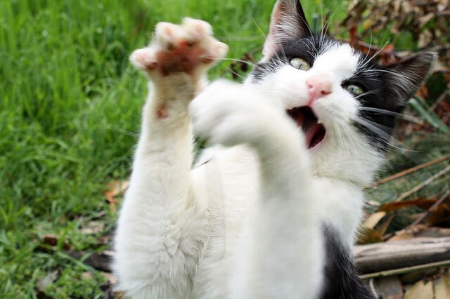 是否应建立更多非洲与亚洲球员通道,加强同非洲国家