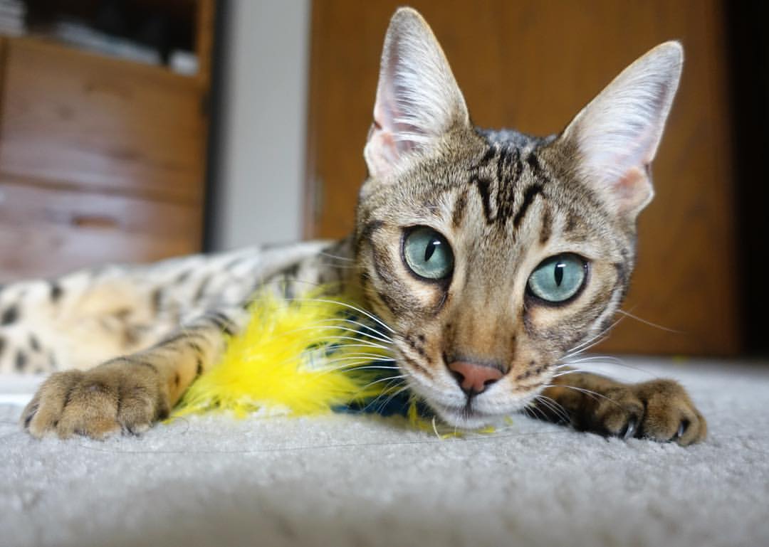 波尔多后卫神勇抢断，助球队客场获胜，波尔多前锋