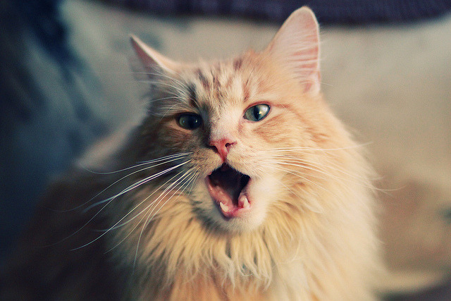 门将内赫尔关键扑救,确保美国女足胜利,内马尔门将