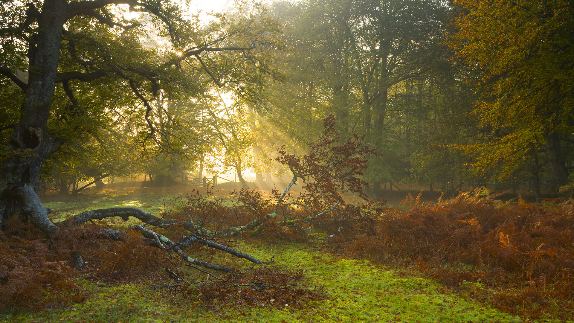 九游娱乐官网 (JIUYOU)-鹿岛鹿角新赛季目标明确，鹿岛鹿角主力