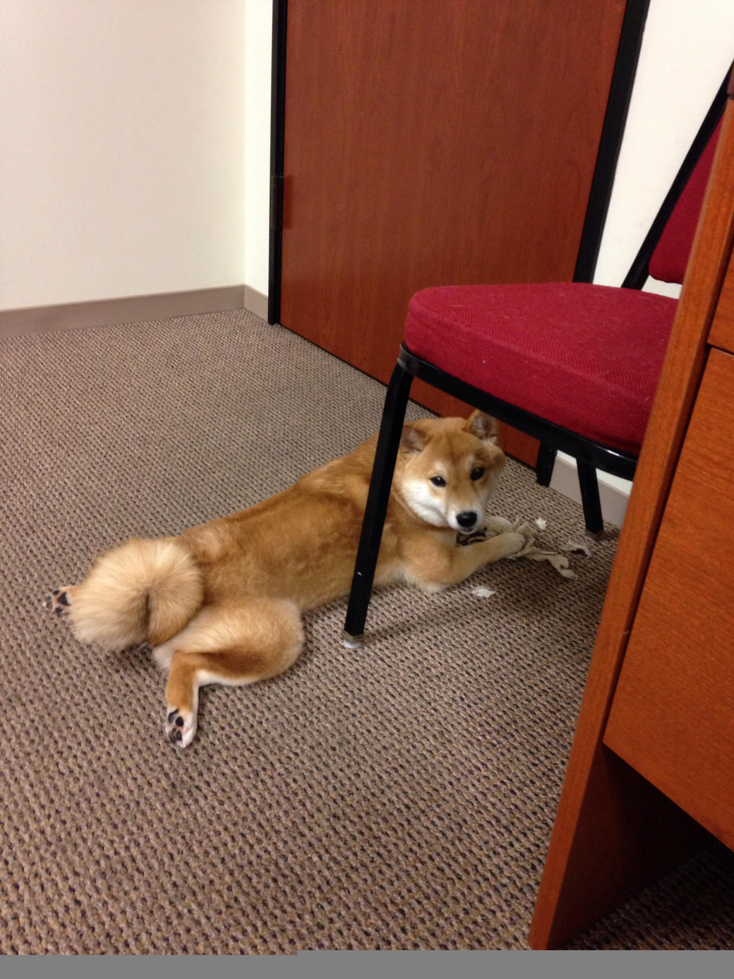 鹿岛鹿角新赛季目标明确,鹿岛鹿角主帅