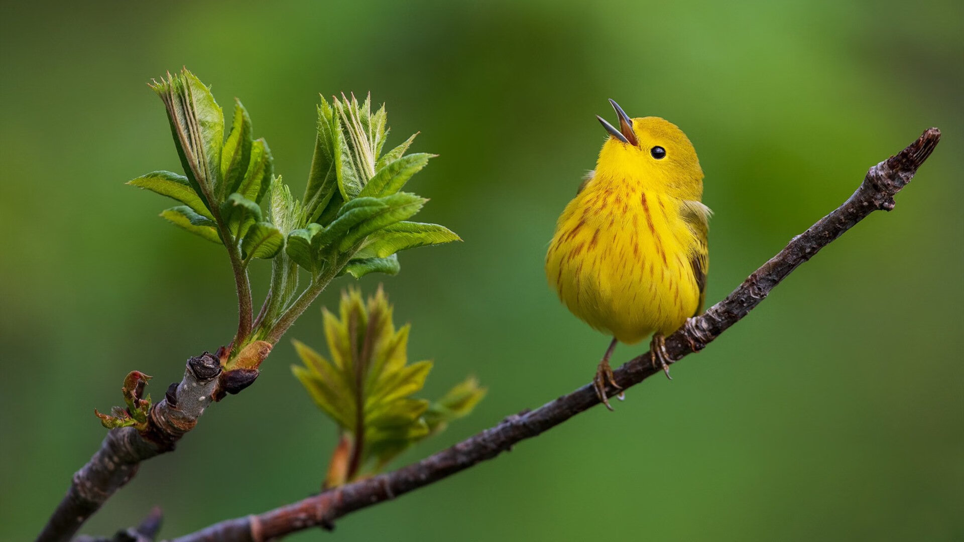 九游娱乐(jiuyou)官方网站-曼联双后腰联动强化中路防守，曼联套后腰