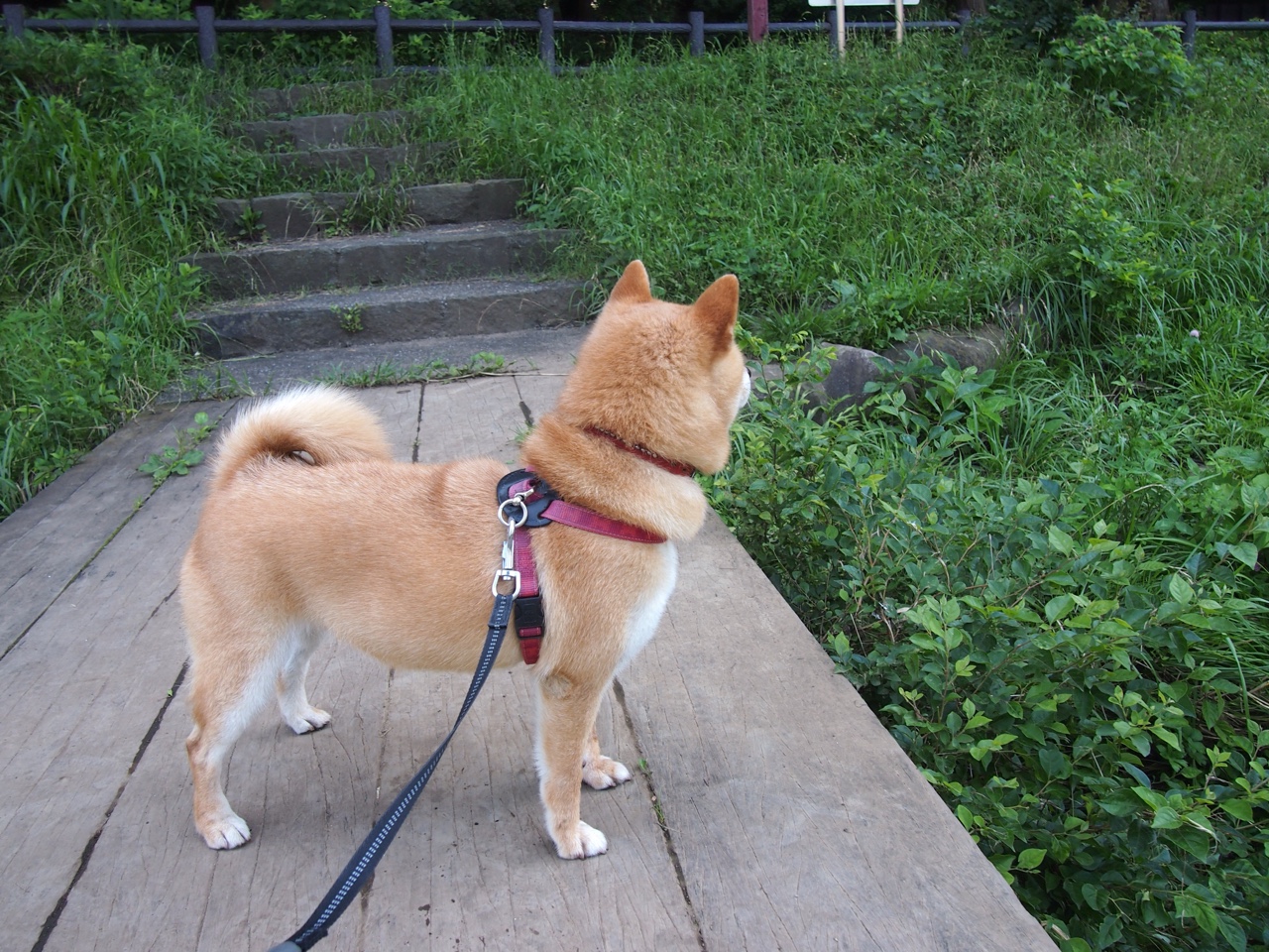 曼联双后腰联动强化中路防守,曼联套后腰