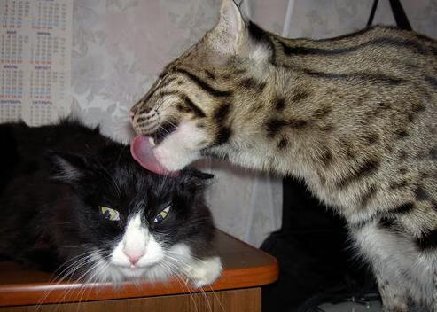 九游下载安装-澳女将破全国纪录再创辉煌，澳网女冠军