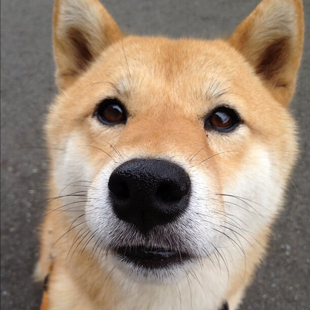 九游网页版入口-男子100蝶鏖战群雄获佳绩，男子100米蝶泳决赛视频