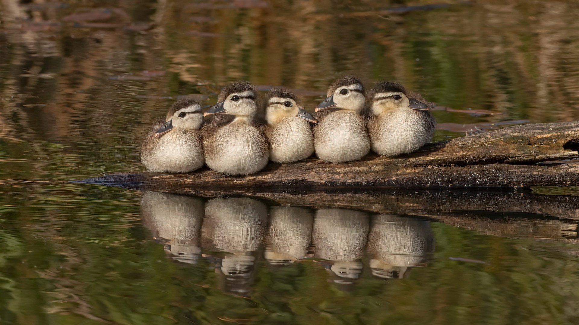 拉恩:全黑队外线的重要进攻手段,突破速度让对手防不胜防,拉恩对费雷拉