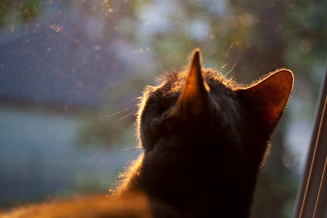 Jiu You-职业球员参与社会公益活动树立良好社会形象