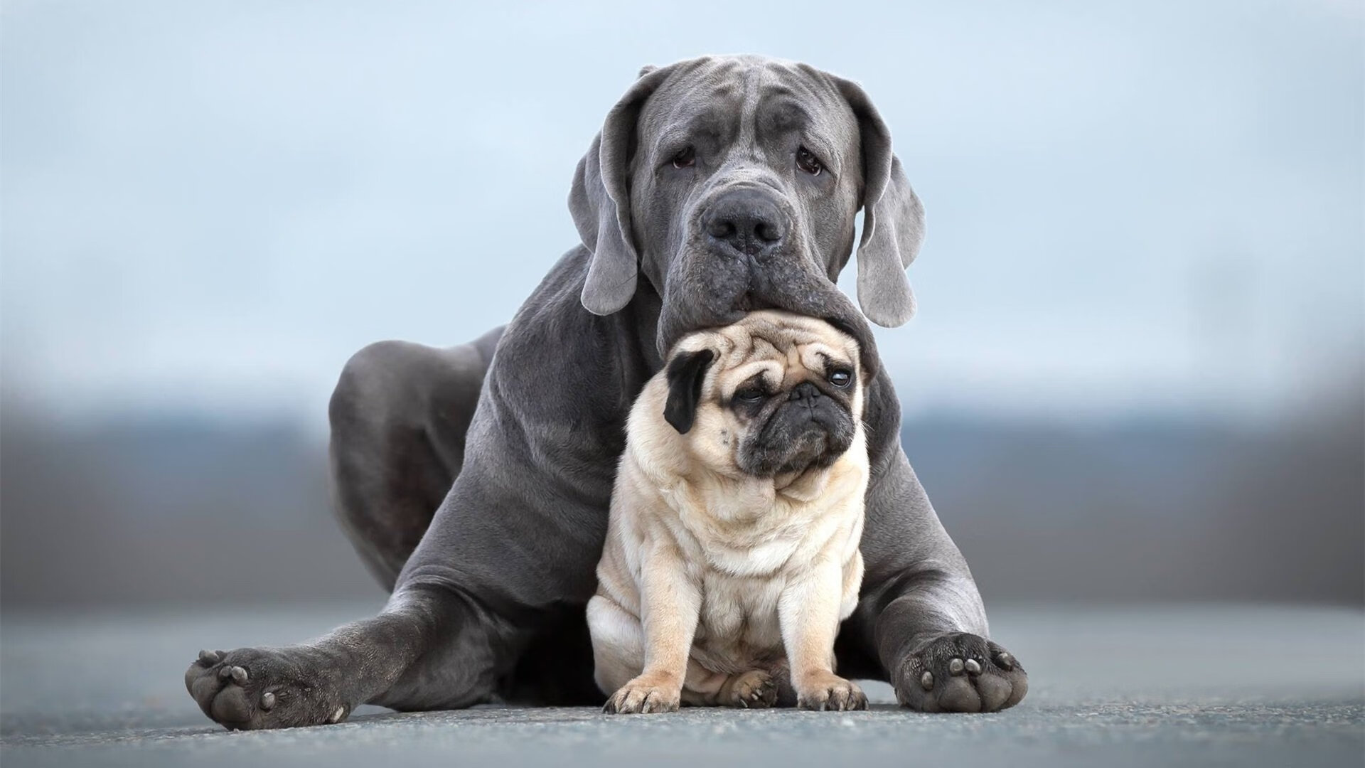 英超激烈争夺,几支豪门角逐榜首宝座