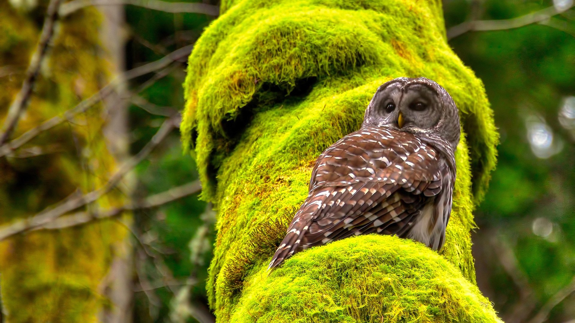 九游电脑版-西甲门神神级扑救：快如闪电，力压群雄，西甲门将60米吊射