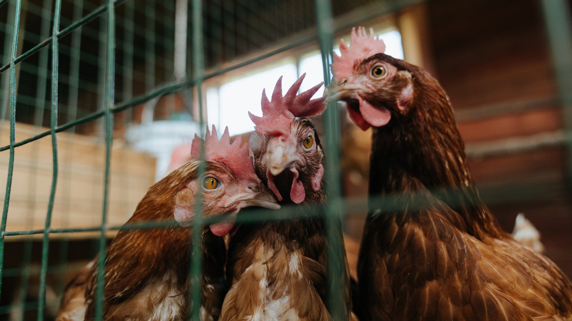 苏格兰橄榄球青训体系逐步完善,球员成长空间巨大,苏格兰场受训